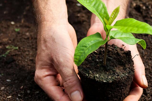 Natur Hände Erde Wald